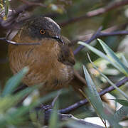 Victorin's Warbler