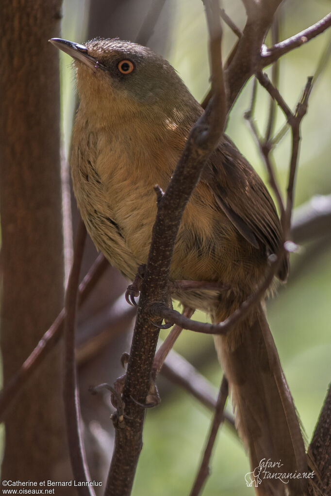 Victorin's Warbleradult, identification