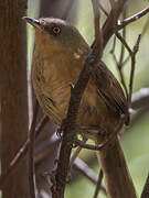 Victorin's Warbler