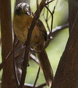 Victorin's Warbler