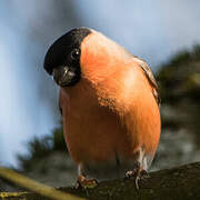 Eurasian Bullfinch