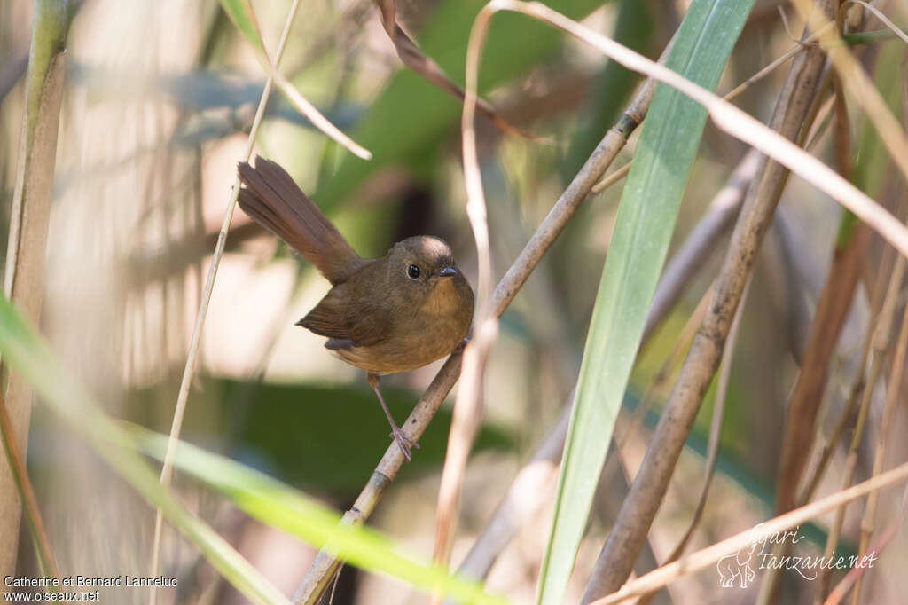 White-bellied Redstart female adult, identification