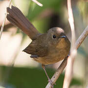 White-bellied Redstart