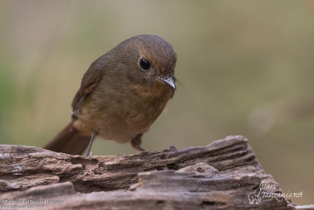 White-bellied Redstart female adult