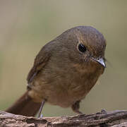 White-bellied Redstart