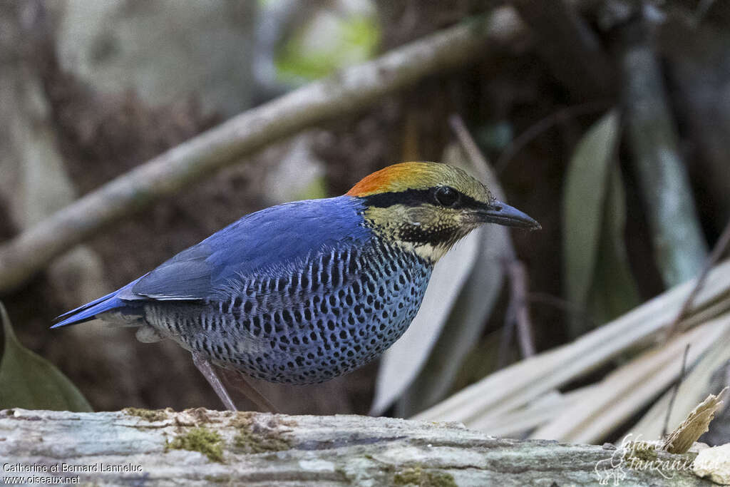 Brève bleue mâle adulte, identification