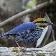 Blue Pitta