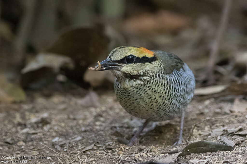 Blue Pitta female adult, feeding habits