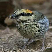 Blue Pitta