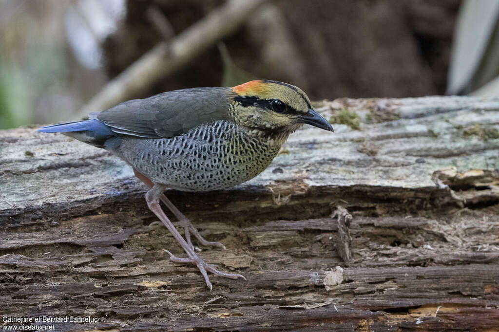 Blue Pitta female adult, Behaviour