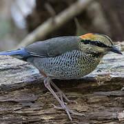 Blue Pitta