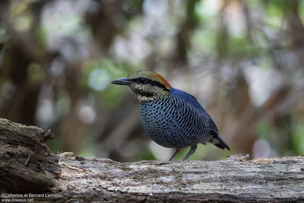 Brève bleue mâle adulte, identification