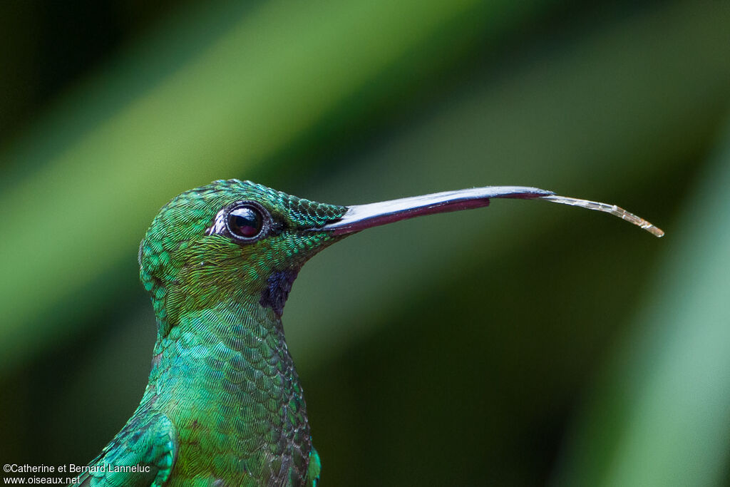 Green-crowned Brilliantadult, aspect, Behaviour