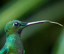 Green-crowned Brilliant