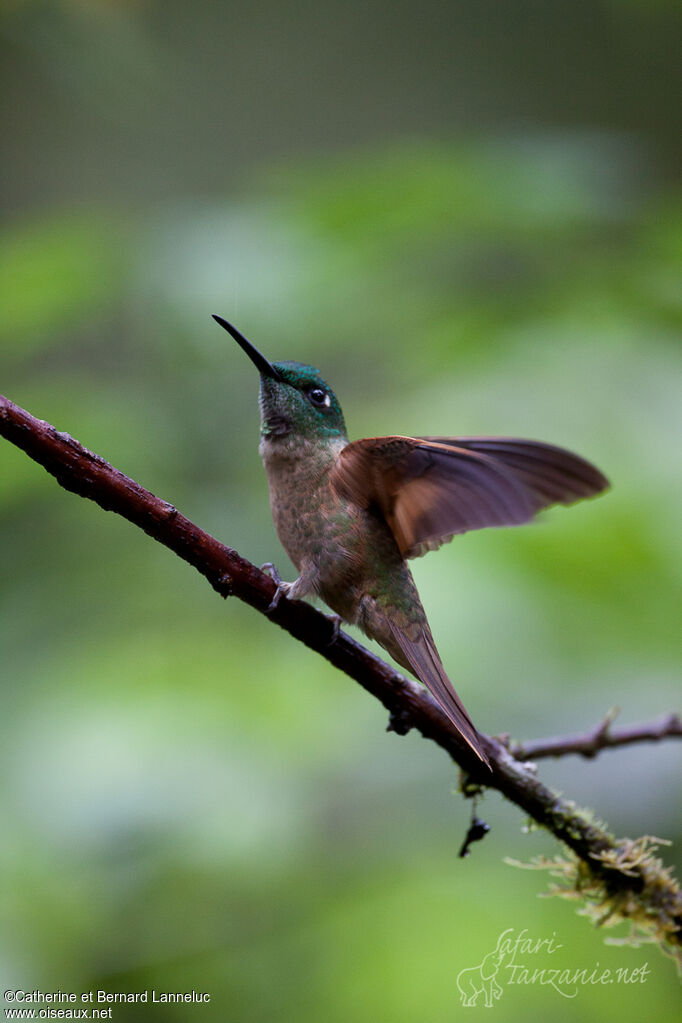 Fawn-breasted Brilliant female adult, Flight