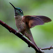 Fawn-breasted Brilliant