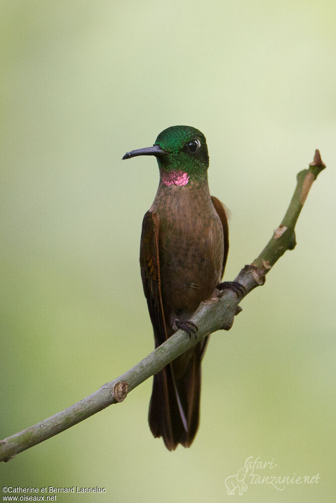 Fawn-breasted Brilliant male adult, aspect