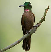 Fawn-breasted Brilliant