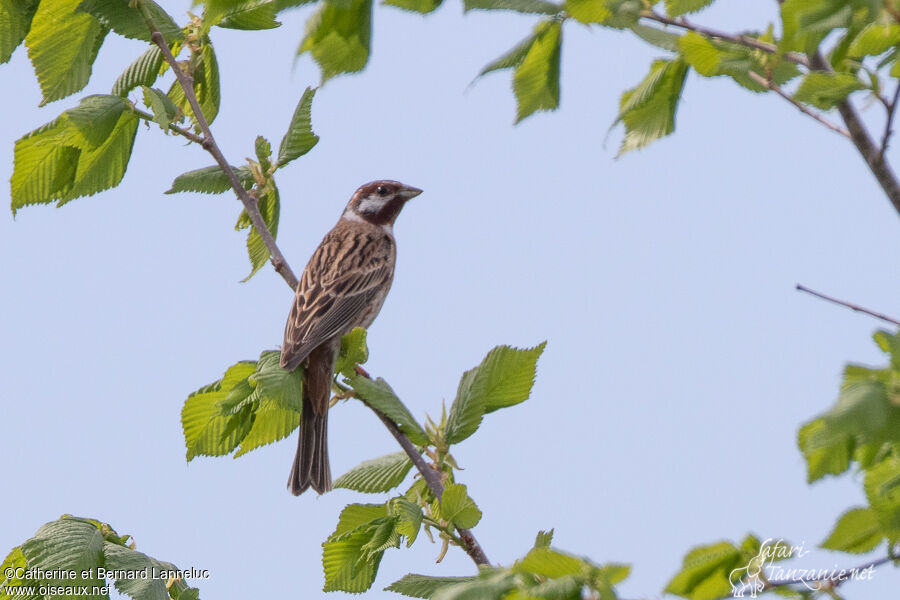 Bruant à calotte blancheadulte