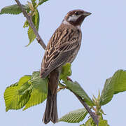 Pine Bunting