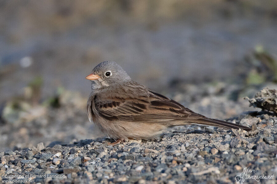 Bruant à cou grisadulte, identification