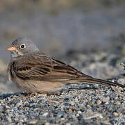 Grey-necked Bunting