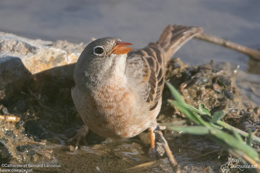 Grey-necked Buntingadult, drinks