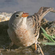 Grey-necked Bunting