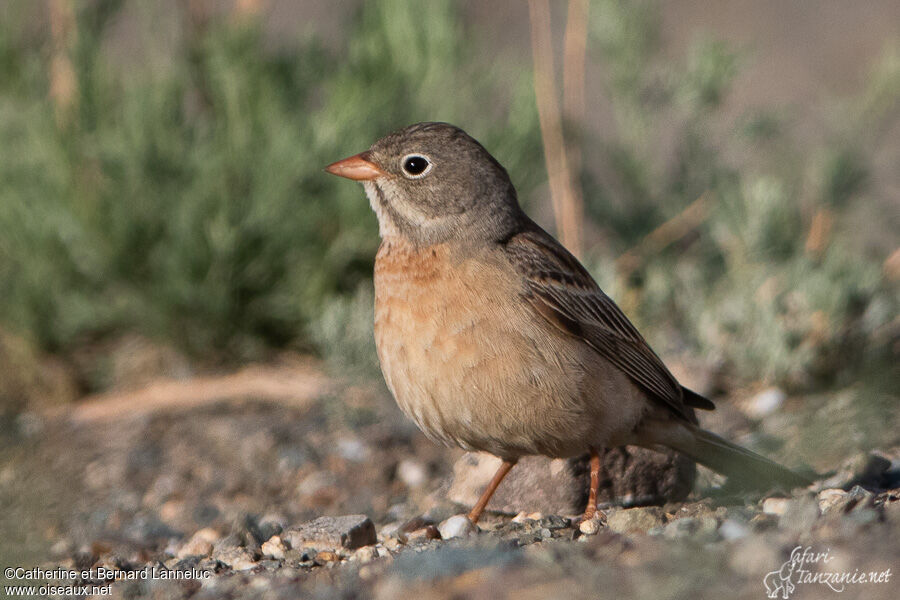 Grey-necked Buntingadult, identification