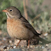 Grey-necked Bunting