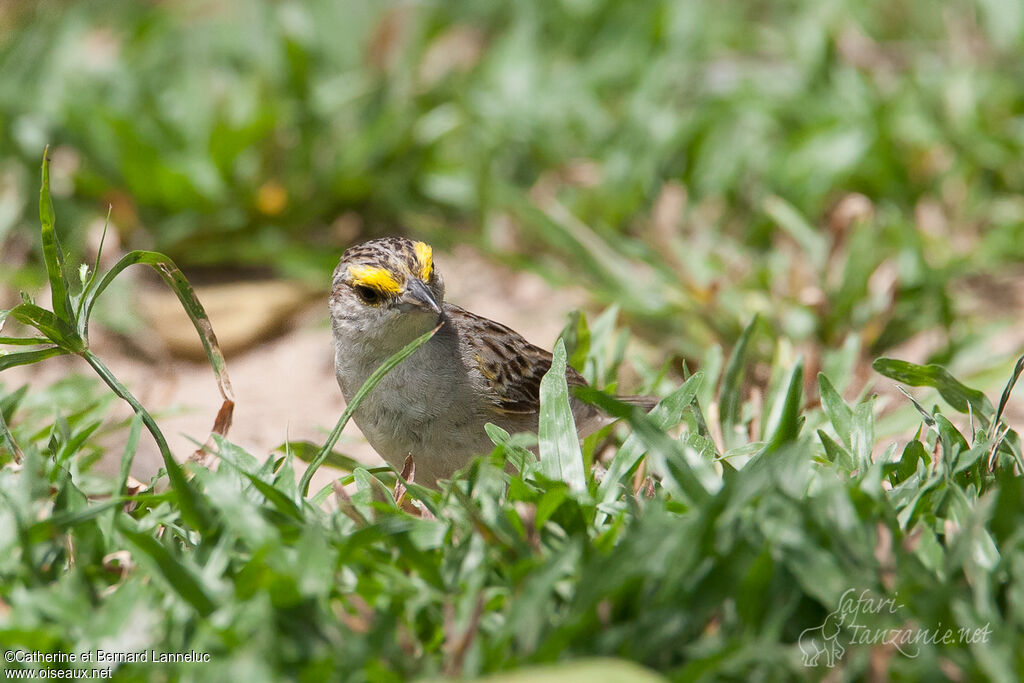 Bruant à front d'oradulte, mange