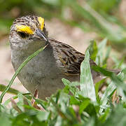 Yellow-browed Sparrow