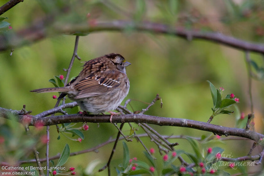 White-throated Sparrowadult