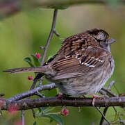 White-throated Sparrow