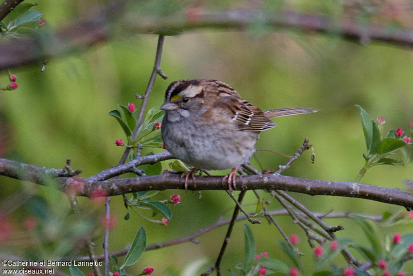 White-throated Sparrow