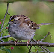 White-throated Sparrow