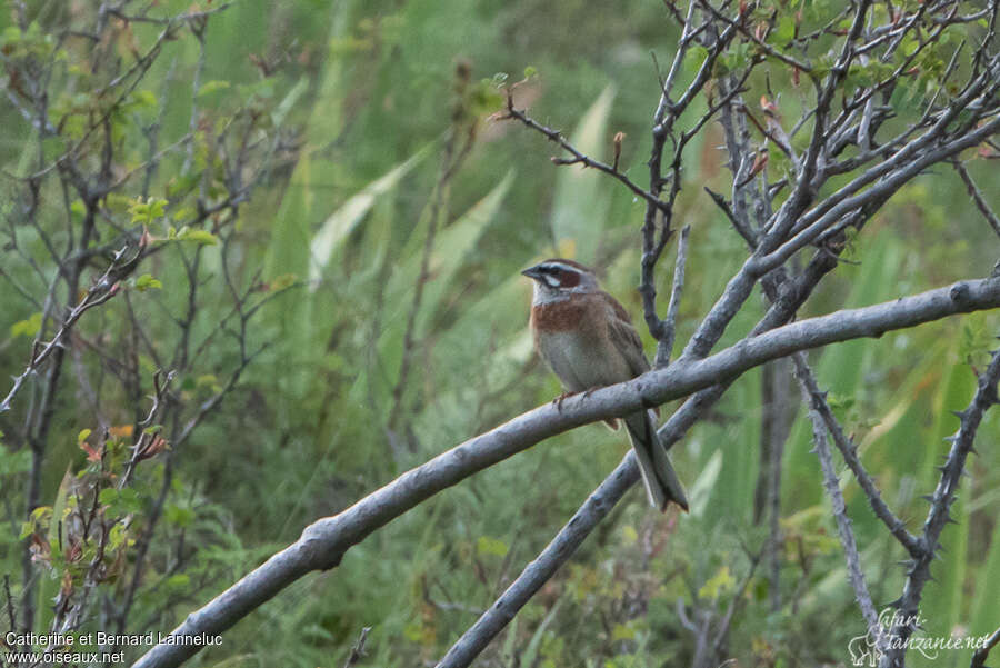 Meadow Bunting male adult, habitat, pigmentation