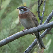 Meadow Bunting