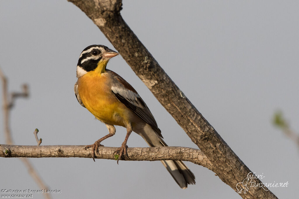 Golden-breasted Buntingadult, identification