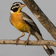 Golden-breasted Bunting