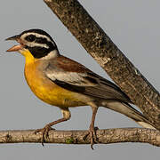 Golden-breasted Bunting