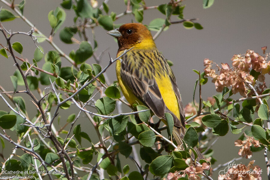 Red-headed Bunting male adult breeding, identification