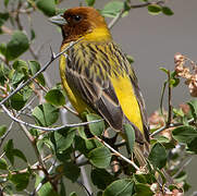 Red-headed Bunting