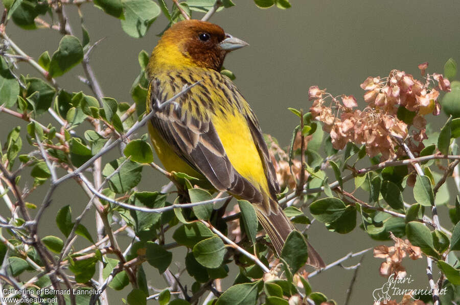 Red-headed Bunting male adult breeding, close-up portrait, pigmentation