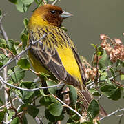 Red-headed Bunting