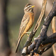 Cinnamon-breasted Bunting