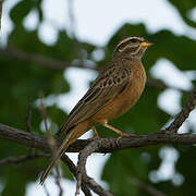 Cinnamon-breasted Bunting