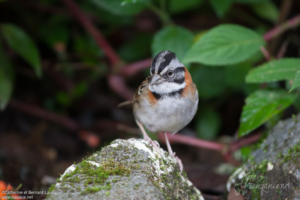 Rufous-collared Sparrowadult, Behaviour