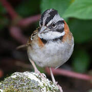 Rufous-collared Sparrow