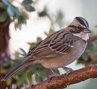 Rufous-collared Sparrow